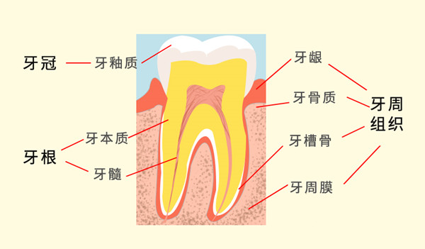 牙齒介紹